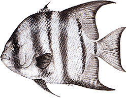 Southwest Florida Saltwater Fish - Atlantic Spadefish
