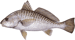 Southwest Florida Saltwater Fish - Atlantic Croaker