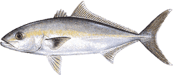 Southwest Florida Saltwater Fish - Banded Rudderfish