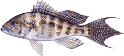 Southwest Florida Saltwater Fish - Bank Sea Bass