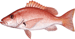 Southwest Florida Saltwater Fish - Blackfin Snapper