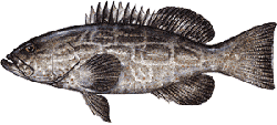 Southwest Florida Saltwater Fish - Black Grouper