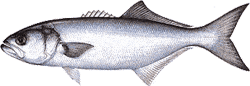 Southwest Florida Saltwater Fish - BlueFish