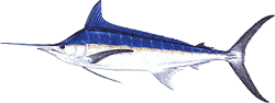 Southwest Florida Saltwater Fish - Blue Marlin