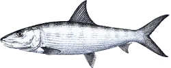Southwest Florida Saltwater Fish - BoneFish