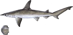 Southwest Florida Saltwater Fish - BonnetHead Shark