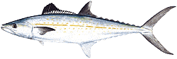 Southwest Florida Saltwater Fish - Cero Mackerel