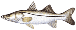 Southwest Florida Saltwater Fish - Common Snook
