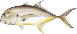 Southwest Florida Saltwater Fish - Crevalle Jack
