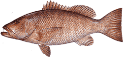 Southwest Florida Saltwater Fish - Cubera Snapper
