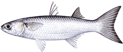 Southwest Florida Saltwater Fish - Fantail Mullet