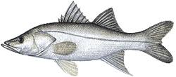 Southwest Florida Saltwater Fish - Fat Snook