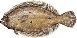 Southwest Florida Saltwater Fish - Flounder
