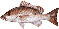 Southwest Florida Saltwater Fish - Mohogany Snapper