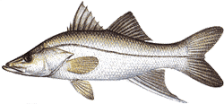 Southwest Florida Saltwater Fish - 