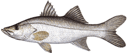 Southwest Florida Saltwater Fish - Tarpon Snook