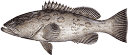 Southwest Florida Saltwater Fish - Gag Grouper