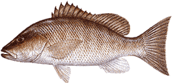 Southwest Florida Saltwater Fish - Gray Snapper