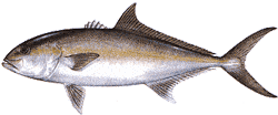 Southwest Florida Saltwater Fish - Greater Amberjack