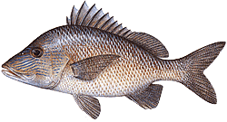 Southwest Florida Saltwater Fish - Grunt