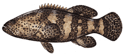 Southwest Florida Saltwater Fish - Goliath Grouper