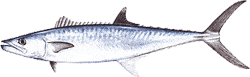 Southwest Florida Saltwater Fish - King Mackerel