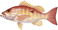 Southwest Florida Saltwater Fish - Lane Snapper