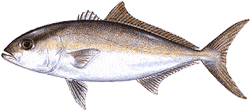 Southwest Florida Saltwater Fish - Lesser Amberjack