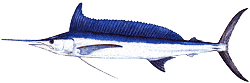 Southwest Florida Saltwater Fish - Longbill Spearfish