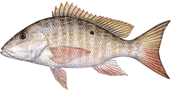 Southwest Florida Saltwater Fish - Mutton Snapper