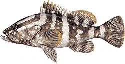 Southwest Florida Saltwater Fish - Nassau Grouper