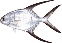 Southwest Florida Saltwater Fish - Palometa