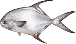 Southwest Florida Saltwater Fish - Permit