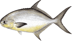 Southwest Florida Saltwater Fish - Pompano