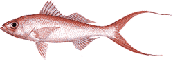 Southwest Florida Saltwater Fish - Queen Snapper