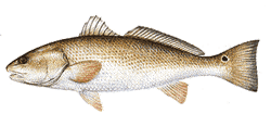 Southwest Florida Saltwater Fish - Red Drum