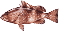 Southwest Florida Saltwater Fish - Red Grouper