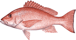 Southwest Florida Saltwater Fish - Red Snapper