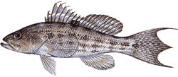 Southwest Florida Saltwater Fish - Rock Sea Bass
