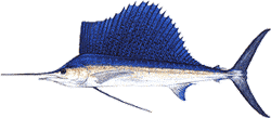 Southwest Florida Saltwater Fish - Sailfish