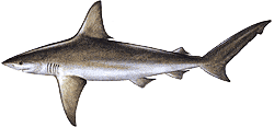 Southwest Florida Saltwater Fish - Sandbar Shark