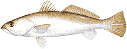 Southwest Florida Saltwater Fish - Sand Sea Trout