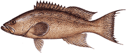 Southwest Florida Saltwater Fish - Scamp Grouper