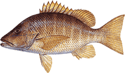 Southwest Florida Saltwater Fish - Schoolmaster