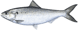 Southwest Florida Saltwater Fish - American Shad