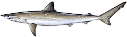 Southwest Florida Saltwater Fish - Atlantic Sharpnose Shark