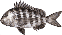 Southwest Florida Saltwater Fish - Sheepshead
