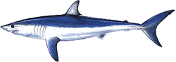 Southwest Florida Saltwater Fish - Shortfin Mako Shark