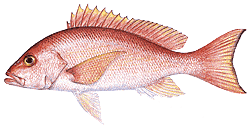 Southwest Florida Saltwater Fish - Silk Snapper