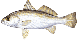Southwest Florida Saltwater Fish - Silver Perch